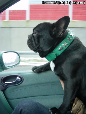 Französische Bulldogge El Cheffe