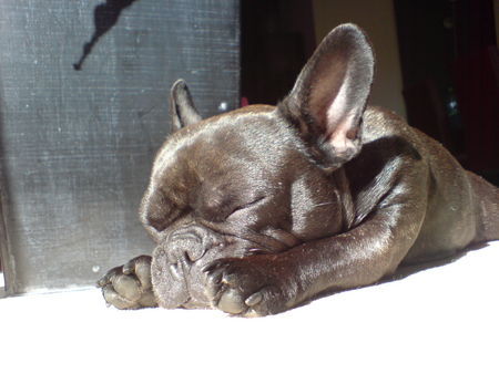 Französische Bulldogge das Mäuschen Sheela