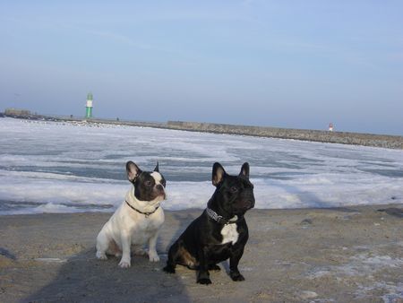 Französische Bulldogge Hunde Foto 28956 in höherer Auflösung ansehen Französische Bulldogge Bruno & Lutz in Warnemünde