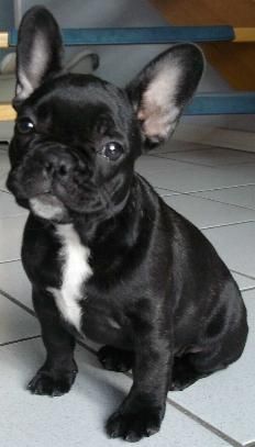 Französische Bulldogge