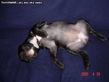 Französische Bulldogge RELAX...
