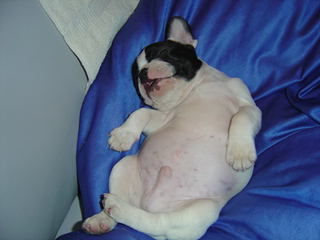 Französische Bulldogge Bronco Kulitschka