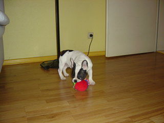 Französische Bulldogge Hunde Foto 28233 Französische Bulldogge komm doch...