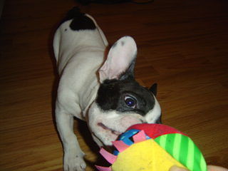 Französische Bulldogge das ist meins...