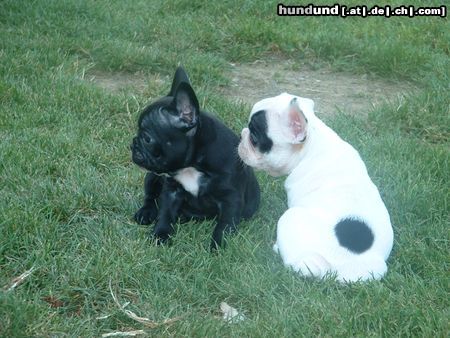 Französische Bulldogge Hunde Foto 13367 Französische Bulldogge Ebony Star&Elsabully