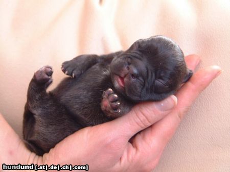 Französische Bulldogge Hunde Foto 3536 Französische Bulldogge richtig gemütlich!