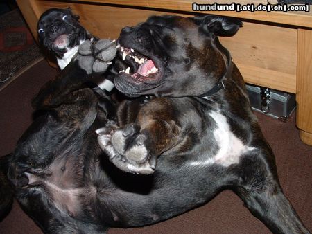 Französische Bulldogge Hunde Foto 21841 in höherer Auflösung ansehen Französische Bulldogge Wir üben schon für große Aufgaben