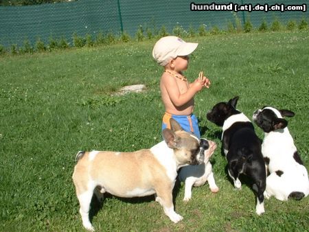 Französische Bulldogge Hunde Foto 16719 in höherer Auflösung ansehen Französische Bulldogge da gibts leckerli