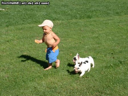 Französische Bulldogge Hunde Foto 14664 Französische Bulldogge schnell weg....
