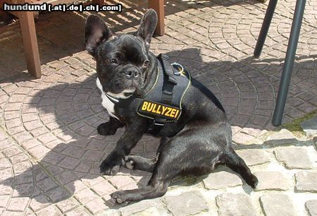 Französische Bulldogge Hunde Foto 21627 in höherer Auflösung ansehen Französische Bulldogge Goliath mit seinem ersten Geschirr