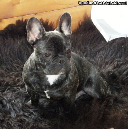 Französische Bulldogge Hunde Foto 46208 in höherer Auflösung ansehen Französische Bulldogge Unser Familienmitglied,,PASA