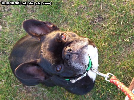 Französische Bulldogge Hunde Foto 45473 in höherer Auflösung ansehen Französische Bulldogge Josie