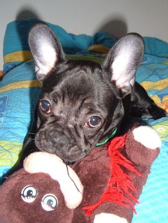 Französische Bulldogge Bailey