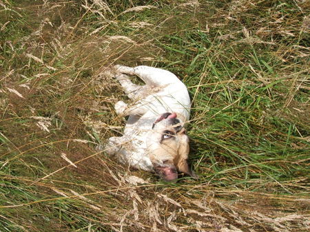 Französische Bulldogge Hunde Foto 38904 in höherer Auflösung ansehen Französische Bulldogge is das ein Leben