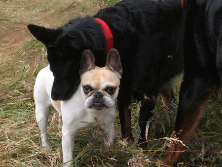 Französische Bulldogge Hunde Foto 38903 in höherer Auflösung ansehen Französische Bulldogge du kannst mir nichts