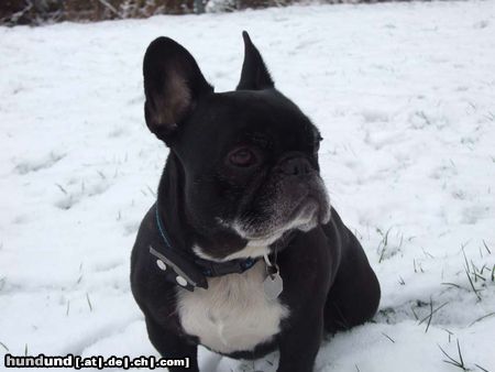 Französische Bulldogge Hunde Foto 45475 in höherer Auflösung ansehen Französische Bulldogge Josie