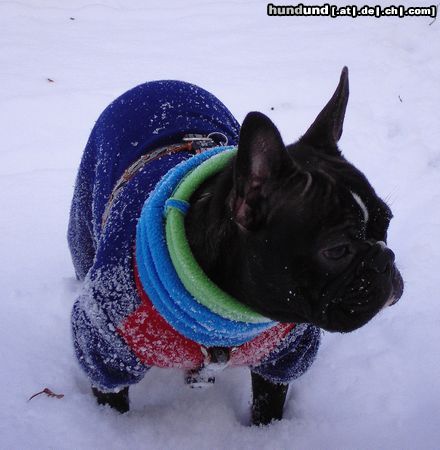 Französische Bulldogge Endlich Schnee!