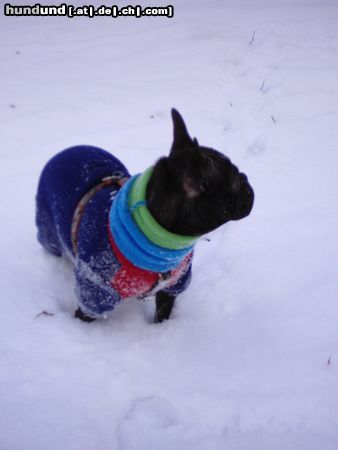 Französische Bulldogge Winterspaziergang