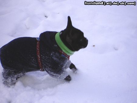 Französische Bulldogge Winterspaziergang