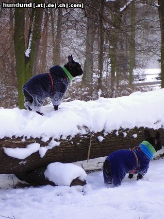 Französische Bulldogge Winterspaziergang