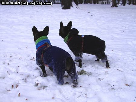 Französische Bulldogge Winterspaziergang