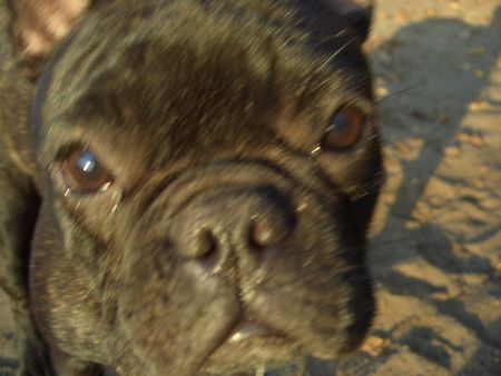 Französische Bulldogge Finchen
