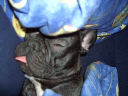 Französische Bulldogge Hunde Foto 30134 in höherer Auflösung ansehen Französische Bulldogge Finchen schläft