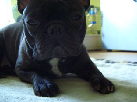 Französische Bulldogge Hunde Foto 30138 in höherer Auflösung ansehen Französische Bulldogge Finchen