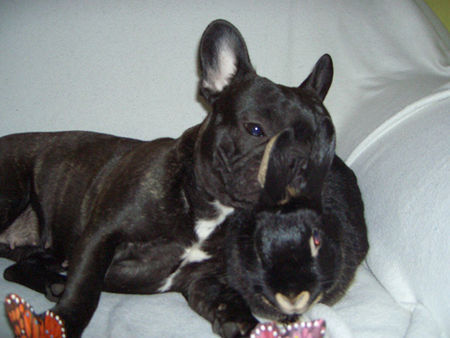 Französische Bulldogge Hunde Foto 32853 in höherer Auflösung ansehen Französische Bulldogge Finchen & Miss Marple