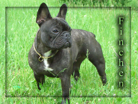 Französische Bulldogge Hunde Foto 32852 in höherer Auflösung ansehen Französische Bulldogge Finchen