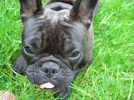 Französische Bulldogge Finchen  (ätschi bätsch) 