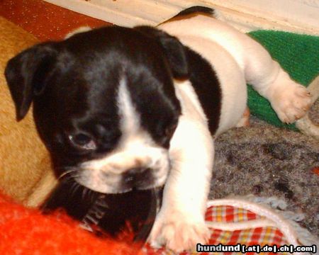 Französische Bulldogge