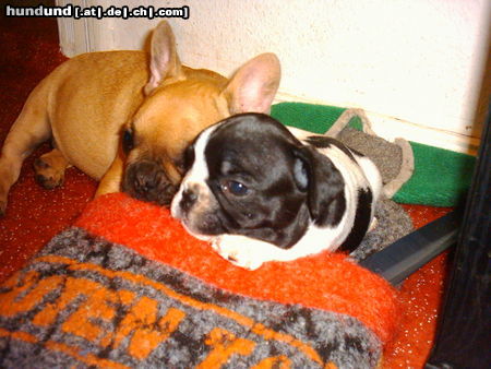 Französische Bulldogge Zwinger v.d.Schorfheide