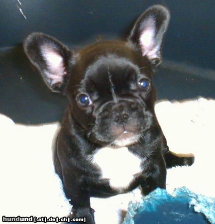 Französische Bulldogge Zwinger v.d.Schorfheide