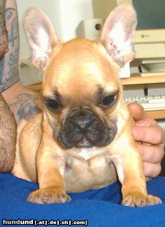 Französische Bulldogge Zwinger v.d.Schorfheide