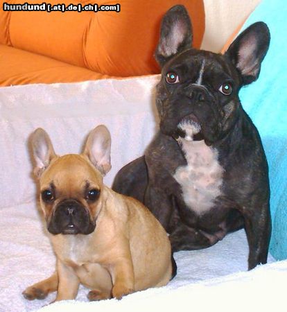 Französische Bulldogge Zwinger v.d.Schorfheide