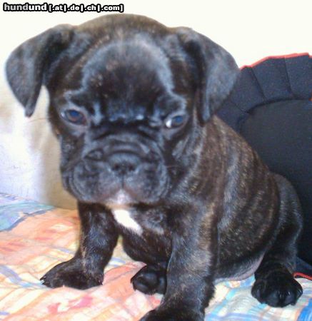 Französische Bulldogge Hunde Foto 24732 in höherer Auflösung ansehen Französische Bulldogge Zwinger v.d.Schorfheide