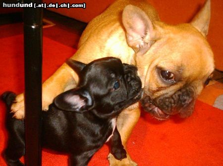 Französische Bulldogge Zwinger v.d.Schorfheide