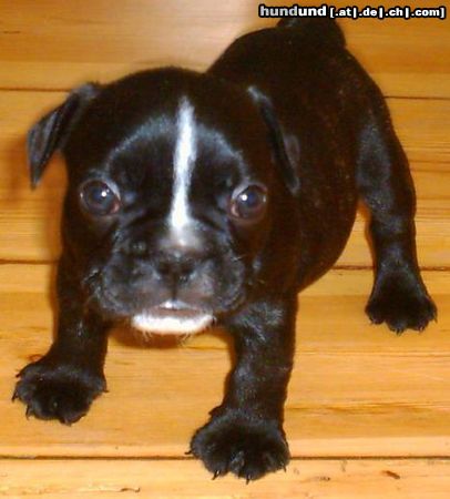Französische Bulldogge Zwinger v.d.Schorfheide