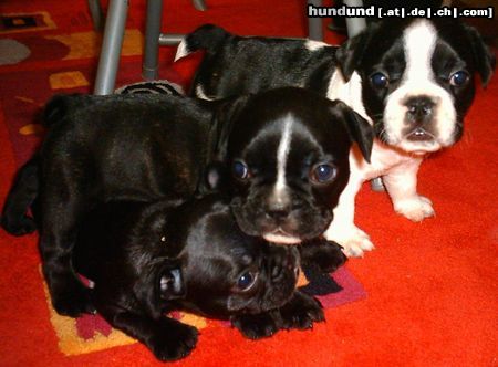 Französische Bulldogge Hunde Foto 24740 in höherer Auflösung ansehen Französische Bulldogge Zwinger v.d.Schorfheide