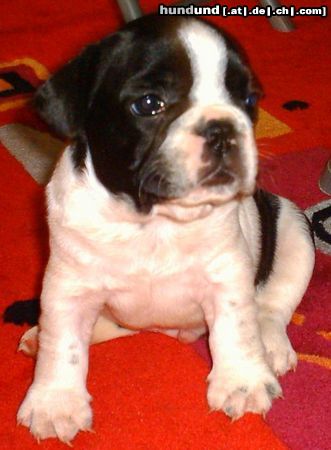 Französische Bulldogge Zwinger v.d.Schorfheide