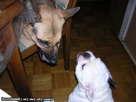 Französische Bulldogge Bones 
