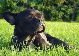 Französische Bulldogge Hunde Foto 26870 in höherer Auflösung ansehen Französische Bulldogge ohhh ist das sschönes wetter