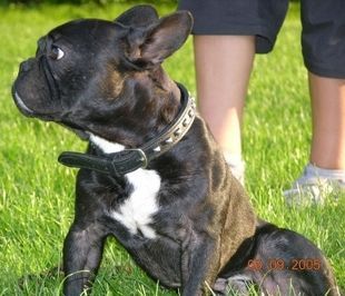 Französische Bulldogge was ist den da los???