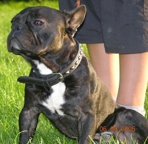 Französische Bulldogge Hunde Foto 26871 in höherer Auflösung ansehen Französische Bulldogge ich bin ein