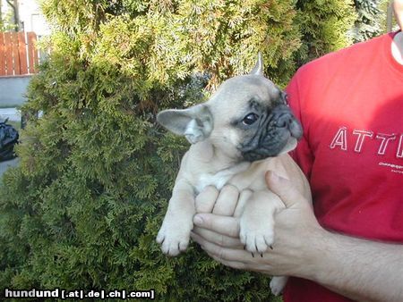 Französische Bulldogge Hunde Foto 21353 in höherer Auflösung ansehen Französische Bulldogge Evelin