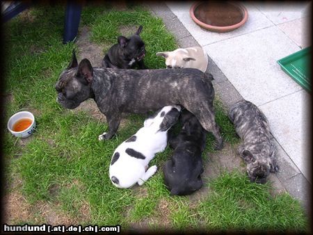 Französische Bulldogge Bohh haben wir hunger