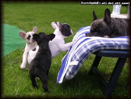 Französische Bulldogge Die Spielstunde