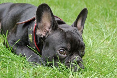 Französische Bulldogge Hunde Foto 34905 in höherer Auflösung ansehen Französische Bulldogge Phoebe
