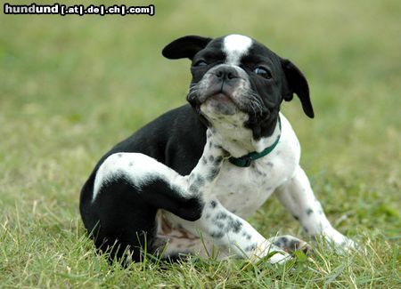 Französische Bulldogge Hunde Foto 23629 in höherer Auflösung ansehen Französische Bulldogge Fotografieren??? Ich muß mich erst mal kratzen!